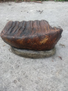 Mammoth tooth cast replica #5 (painted)