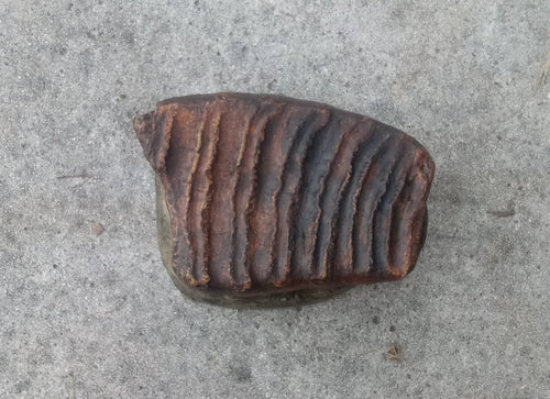 Mammoth tooth cast replica #5 (painted)