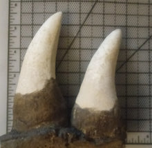 Laden Sie das Bild in den Galerie-Viewer, T.rex two teeth casts T-Rex replicas