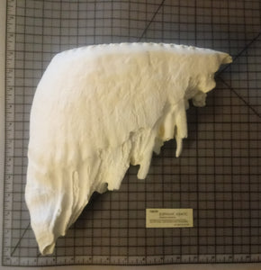 Elephant: Asian Elephant tooth cast replica