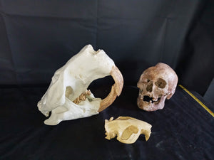 Giant Fossil Beaver Skull cast replica