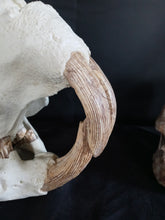 Load image into Gallery viewer, Giant Fossil Beaver Skull cast replica