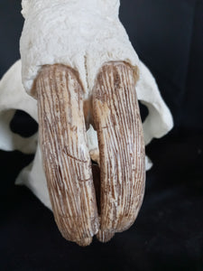 Giant Fossil Beaver Skull cast replica