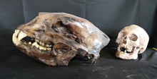 Charger l&#39;image dans la galerie, Short Faced Bear skull cast replica #2 (item #L112A)