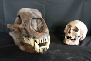 Short Faced Bear skull cast replica #2 (item #L112A)