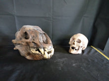 Load image into Gallery viewer, Short Faced Bear skull cast replica #2 (item #L112A)