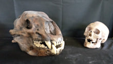 Load image into Gallery viewer, Short Faced Bear skull cast replica #2 (item #L112A)