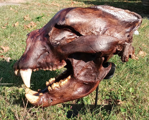 Bear: Short Faced Bear skull fossil cast replica Updated 2023