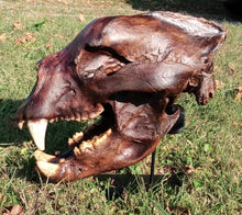 画像をギャラリービューアに読み込む, Bear: Short Faced Bear skull fossil cast replica Updated 2023