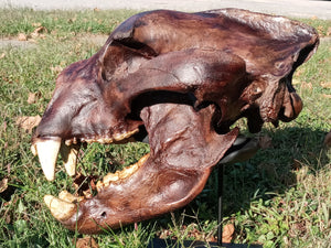 Bear: Short Faced Bear skull fossil cast replica Updated 2023