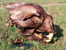 Charger l&#39;image dans la galerie, Bear: Short Faced Bear skull fossil cast replica Updated 2023