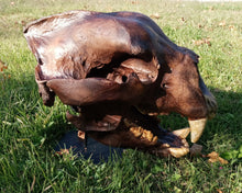 Cargar imagen en el visor de la galería, Bear: Short Faced Bear skull fossil cast replica Updated 2023