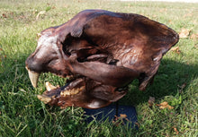 Charger l&#39;image dans la galerie, Bear: Short Faced Bear skull fossil cast replica Updated 2023