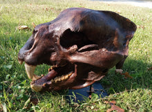 Cargar imagen en el visor de la galería, Bear: Short Faced Bear skull fossil cast replica Updated 2023