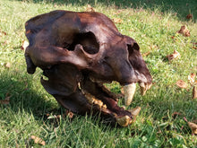 Laden Sie das Bild in den Galerie-Viewer, Bear: Short Faced Bear skull fossil cast replica Updated 2023