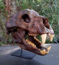Laden Sie das Bild in den Galerie-Viewer, Bear: Short Faced Bear skull fossil cast replica Updated 2023