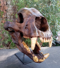 Load image into Gallery viewer, Bear: Short Faced Bear skull fossil cast replica Updated 2023