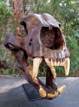 画像をギャラリービューアに読み込む, Bear: Short Faced Bear skull fossil cast replica Updated 2023