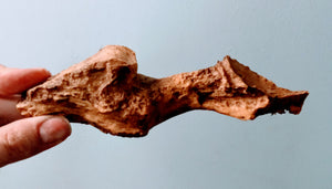 T.rex brain endocast cast replica T-rex brain