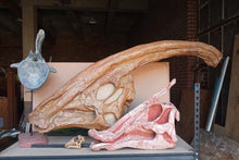 Load image into Gallery viewer, Parasaurolophus skull cast replica