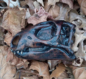 Othneilia Nanosaurus rex dinosaur skull cast replica