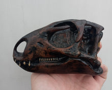 Load image into Gallery viewer, Othneilia Nanosaurus rex dinosaur skull cast replica