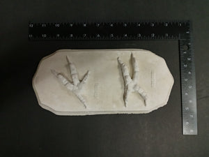 Owl footprint track cast replica foot impressions