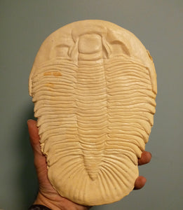 Dikelocephalus minnesotensis Trilobite cast replica