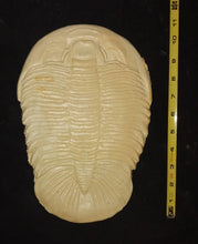 Charger l&#39;image dans la galerie, Dikelocephalus minnesotensis Trilobite cast replica