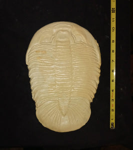 Dikelocephalus minnesotensis Trilobite cast replica