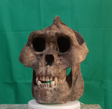 Laden Sie das Bild in den Galerie-Viewer, Gigantopithecus skull #2 Gigantopithecus blacki  Reconstruction