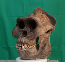 Cargar imagen en el visor de la galería, Custom painted: Gigantopithecus skull #2 Gigantopithecus blacki Reconstruction