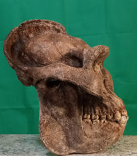 Laden Sie das Bild in den Galerie-Viewer, Gigantopithecus skull #2 Gigantopithecus blacki  Reconstruction