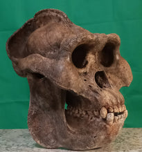 Laden Sie das Bild in den Galerie-Viewer, Gigantopithecus skull #2 Gigantopithecus blacki  Reconstruction