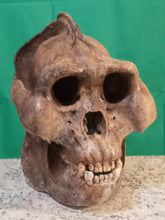 Laden Sie das Bild in den Galerie-Viewer, Gigantopithecus skull #2 Gigantopithecus blacki  Reconstruction