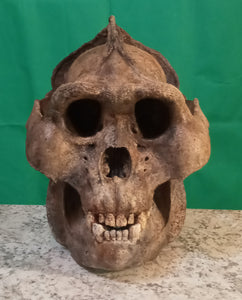 Custom painted: Gigantopithecus skull #2 Gigantopithecus blacki Reconstruction