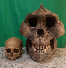 Laden Sie das Bild in den Galerie-Viewer, Gigantopithecus skull #2 Gigantopithecus blacki  Reconstruction