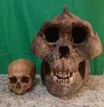 Laden Sie das Bild in den Galerie-Viewer, Custom painted: Gigantopithecus skull #2 Gigantopithecus blacki Reconstruction