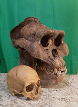 Laden Sie das Bild in den Galerie-Viewer, Gigantopithecus skull #2 Gigantopithecus blacki  Reconstruction