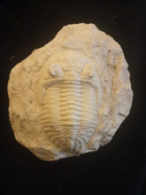 画像をギャラリービューアに読み込む, Hollardops Trilobite cast replica