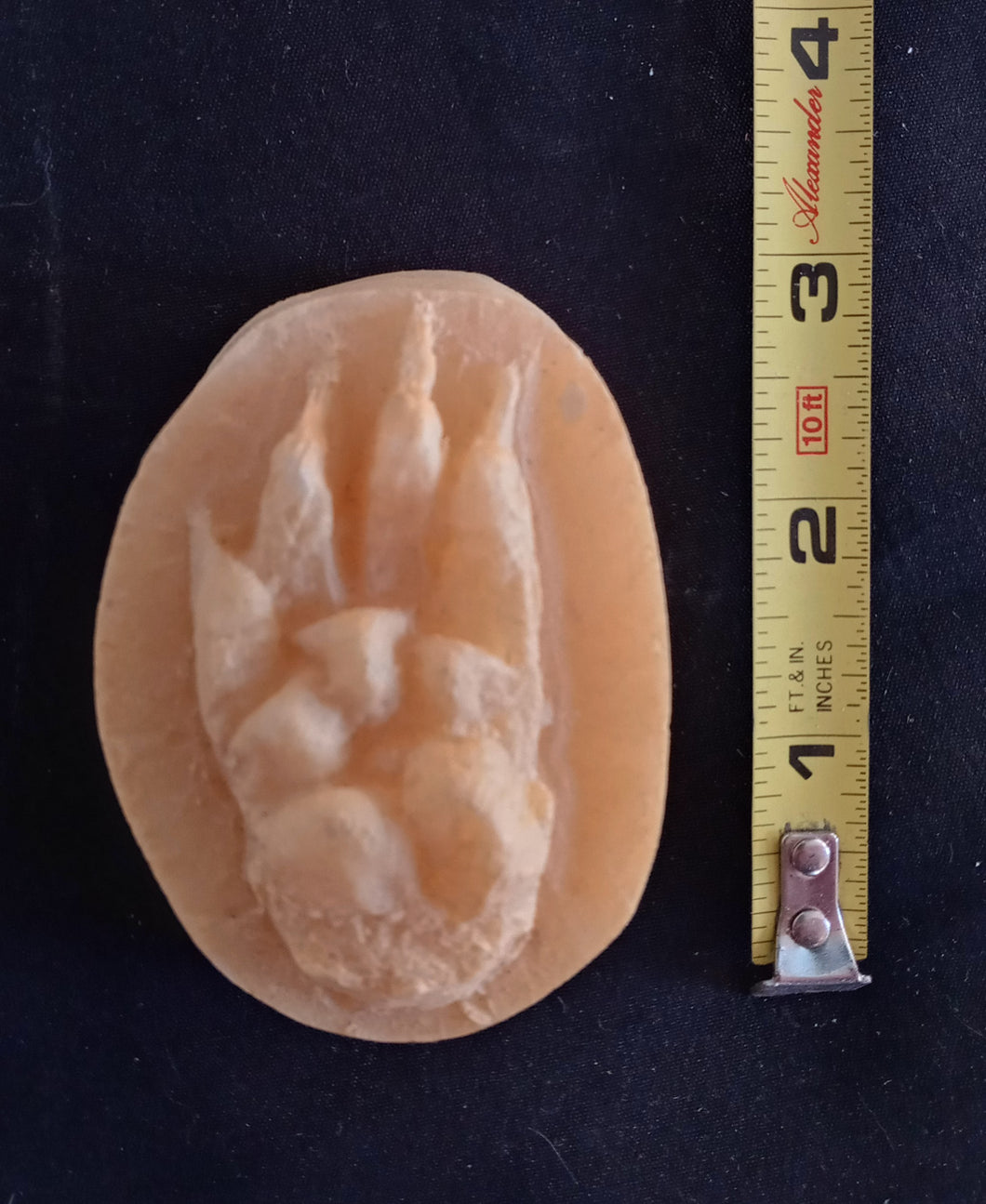 Woodchuck footprint track impression cast replica