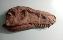 Load image into Gallery viewer, Albertosaurus skull cast replica reproduction dinosaur fossil cast Gorgosaurus half profile skull