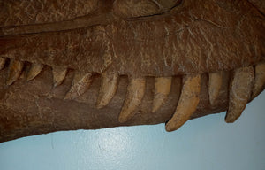 Albertosaurus skull cast replica reproduction dinosaur fossil cast Gorgosaurus half profile skull