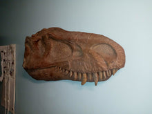 Laden Sie das Bild in den Galerie-Viewer, Albertosaurus skull cast replica reproduction dinosaur fossil cast Gorgosaurus half profile skull