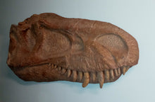 Charger l&#39;image dans la galerie, Albertosaurus skull cast replica reproduction dinosaur fossil cast Gorgosaurus half profile skull