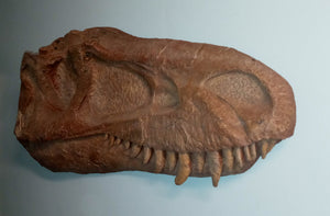 Albertosaurus skull cast replica reproduction dinosaur fossil cast Gorgosaurus half profile skull