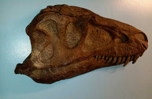 Charger l&#39;image dans la galerie, Albertosaurus skull cast replica reproduction dinosaur fossil cast Gorgosaurus half profile skull