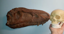 Load image into Gallery viewer, Albertosaurus skull cast replica reproduction dinosaur fossil cast Gorgosaurus half profile skull