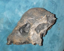 Cargar imagen en el visor de la galería, Prenocephale skull cast replica Dinosaur reproductive