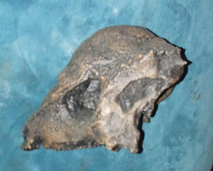 Prenocephale skull cast replica Dinosaur reproductive